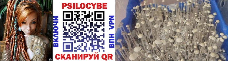 Галлюциногенные грибы Psilocybine cubensis  Улан-Удэ 